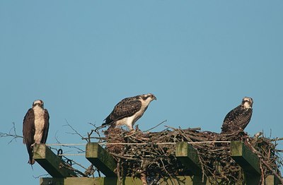 BUITEN BEELD Foto: 158469