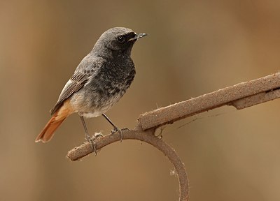 BUITEN BEELD Foto: 158482