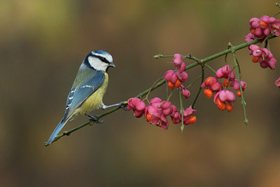 BUITEN BEELD Foto: 158504