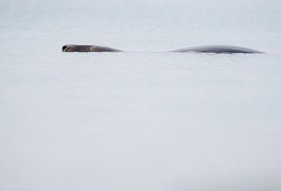 BUITEN BEELD Foto: 158532