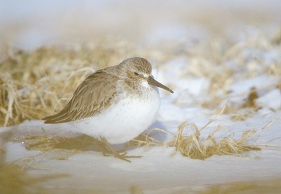 BUITEN BEELD Foto: 158547