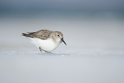 BUITEN BEELD Foto: 158559