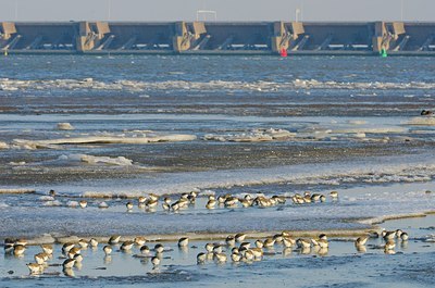 BUITEN BEELD Foto: 158580
