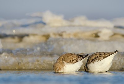 BUITEN BEELD Foto: 158588