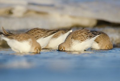 BUITEN BEELD Foto: 158589