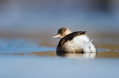 BUITEN BEELD Foto: 158607