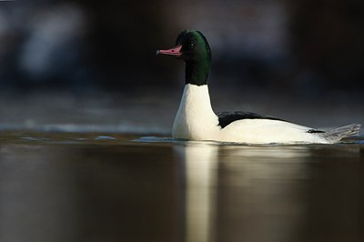 BUITEN BEELD Foto: 158610