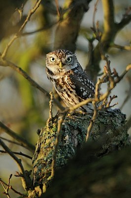BUITEN BEELD Foto: 158626