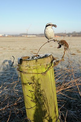 BUITEN BEELD Foto: 158627