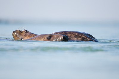 BUITEN BEELD Foto: 158672