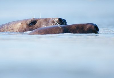 BUITEN BEELD Foto: 158675