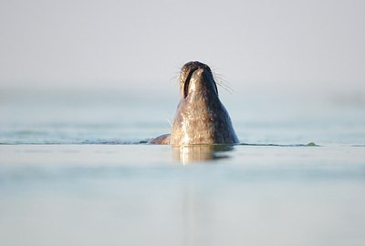 BUITEN BEELD Foto: 158686