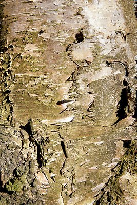 BUITEN BEELD Foto: 158739