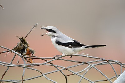 BUITEN BEELD Foto: 158759