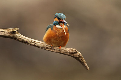 BUITEN BEELD Foto: 158804
