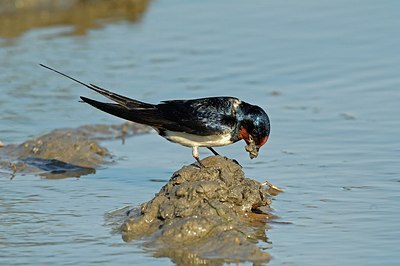 BUITEN BEELD Foto: 158824