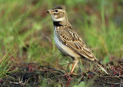 BUITEN BEELD Foto: 158828