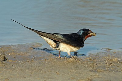 BUITEN BEELD Foto: 158833