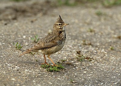 BUITEN BEELD Foto: 158835