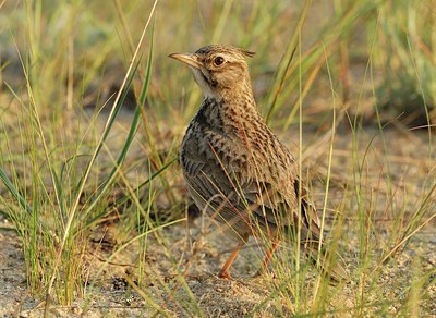 BUITEN BEELD Foto: 158837