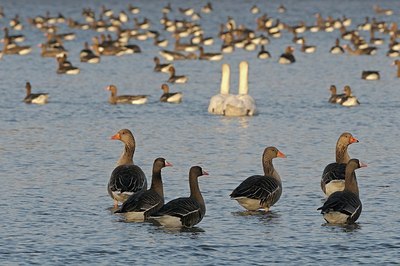 BUITEN BEELD Foto: 158856