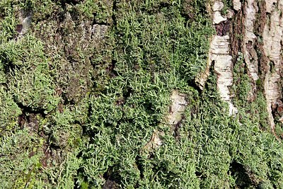 BUITEN BEELD Foto: 158865