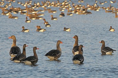 BUITEN BEELD Foto: 158903