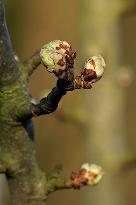 BUITEN BEELD Foto: 158904