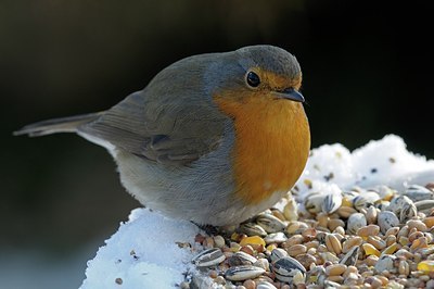 BUITEN BEELD Foto: 158925
