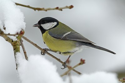 BUITEN BEELD Foto: 158938