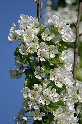 BUITEN BEELD Foto: 158955