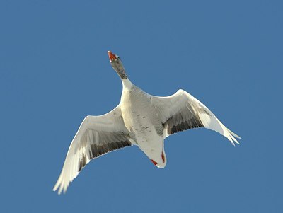 BUITEN BEELD Foto: 158982
