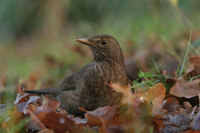 BUITEN BEELD Foto: 15006