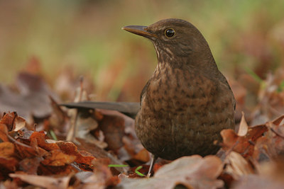 BUITEN BEELD Foto: 15008