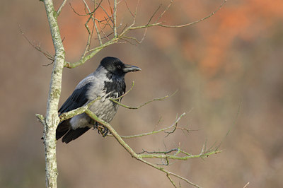 BUITEN BEELD Foto: 15023