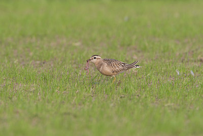 BUITEN BEELD Foto: 15064