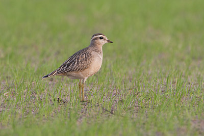 BUITEN BEELD Foto: 15065