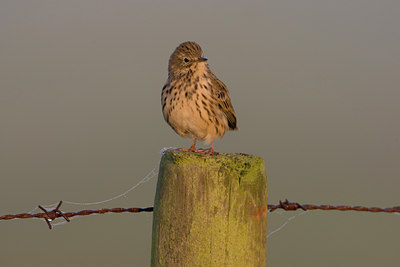 BUITEN BEELD Foto: 15068