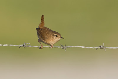 BUITEN BEELD Foto: 15071