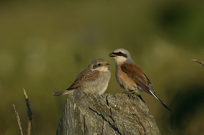 BUITEN BEELD Foto: 15095