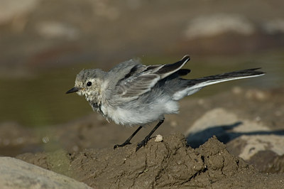 BUITEN BEELD Foto: 15096