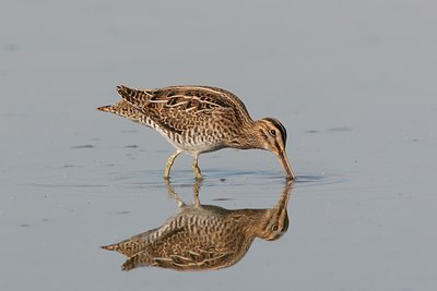 BUITEN BEELD Foto: 15100