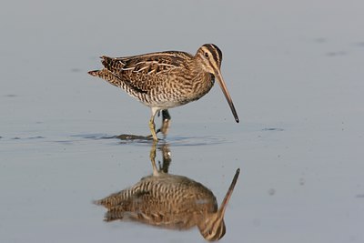 BUITEN BEELD Foto: 15102