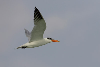 BUITEN BEELD Foto: 15103
