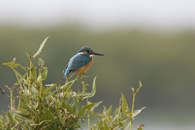 BUITEN BEELD Foto: 15104