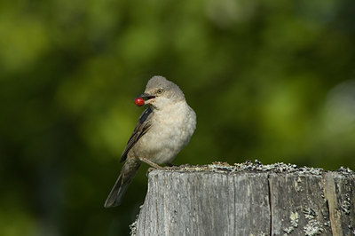 BUITEN BEELD Foto: 15122