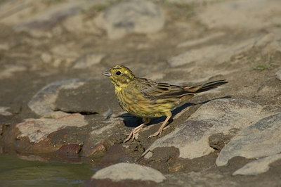 BUITEN BEELD Foto: 15149