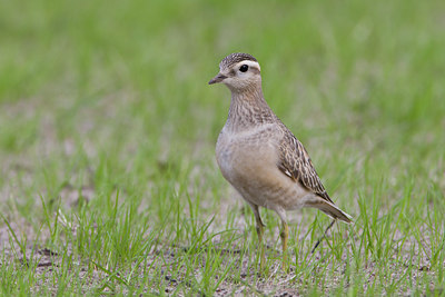 BUITEN BEELD Foto: 15173