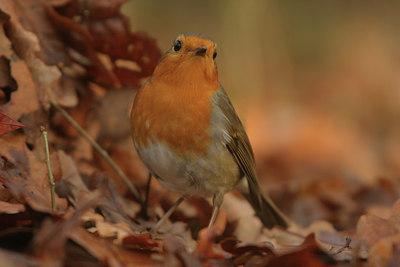 BUITEN BEELD Foto: 15194