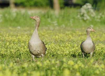 BUITEN BEELD Foto: 15219